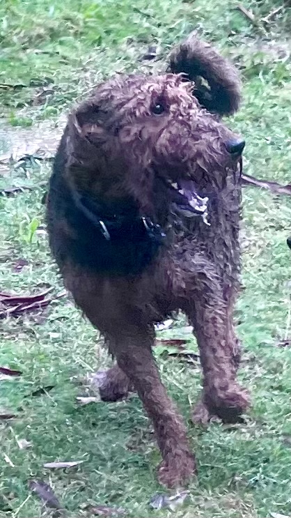 Maple Gardens Pet Sitting | 62 Glenburnie Ave, Heathcote Junction VIC 3758, Australia | Phone: 0430 497 420