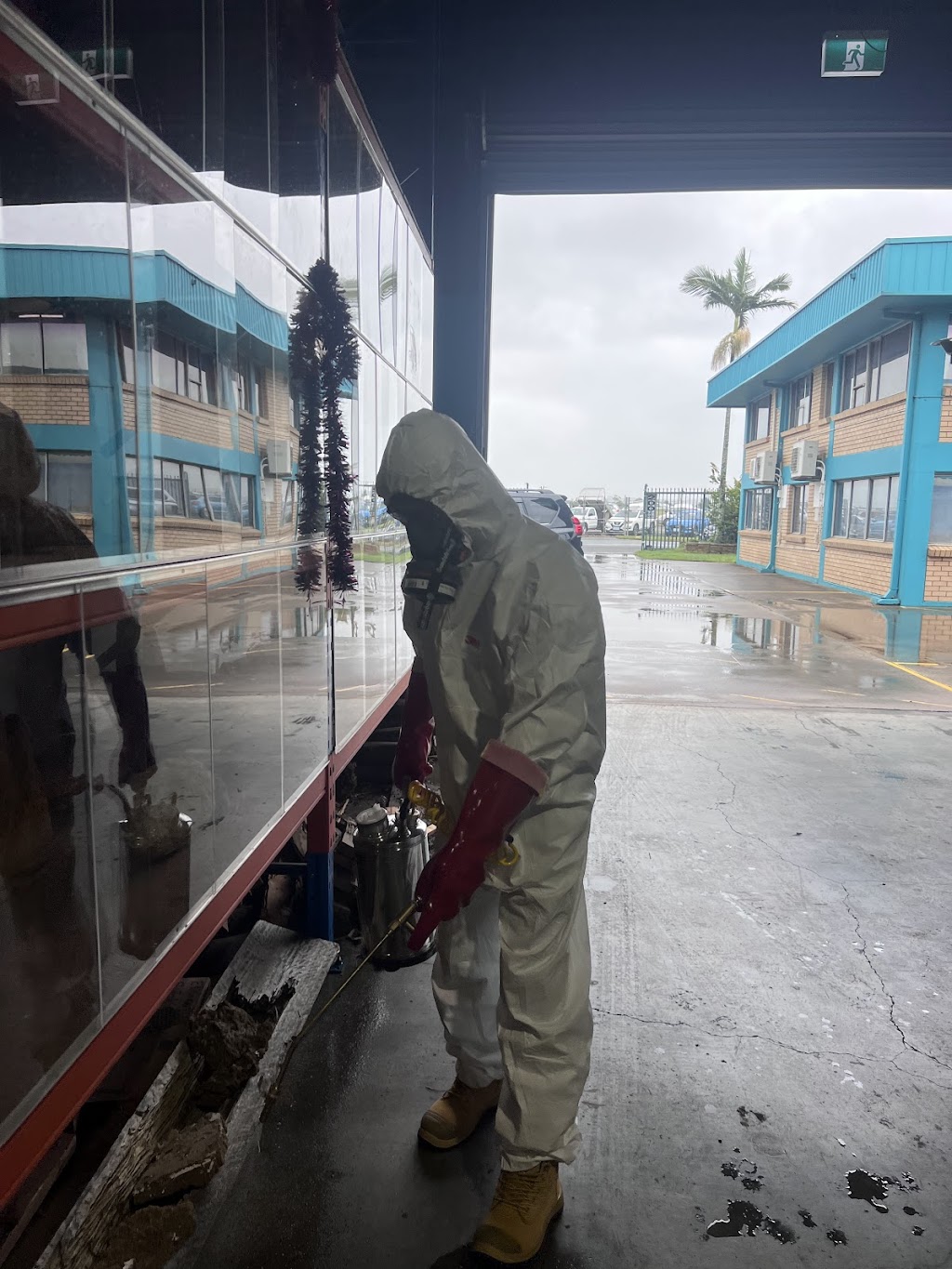 Wipeout pest services | 34 Maloney Cres, Maudsland QLD 4210, Australia | Phone: 0434 196 996