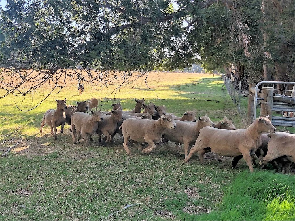 Forage Safaris | 17 Foreshore Parade, Busselton WA 6280, Australia | Phone: 0439 906 661