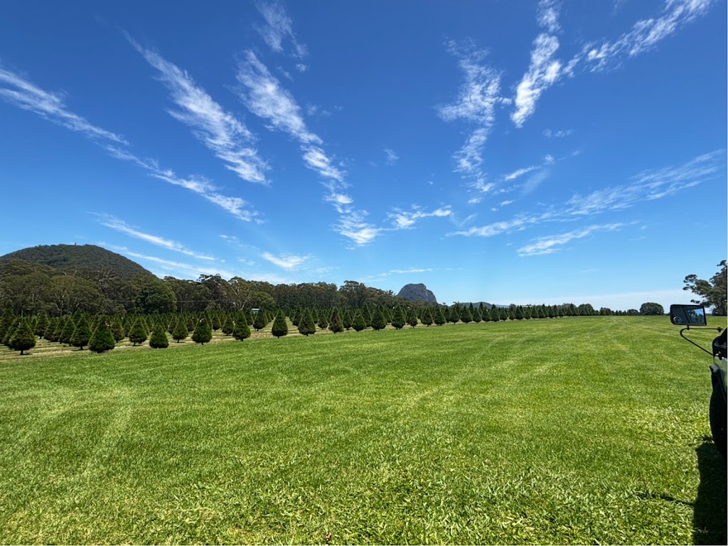 Sunshine Coast Christmas Tree Farm | 63 Endeavour Rd, Beerburrum QLD 4517, Australia | Phone: 0409 059 180