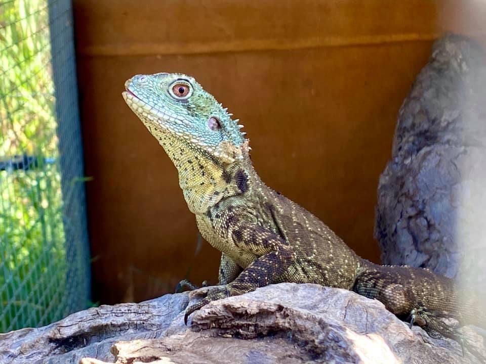 Echos lizard land | Gatton - Esk Rd, Spring Creek QLD 4343, Australia | Phone: 0436 399 421