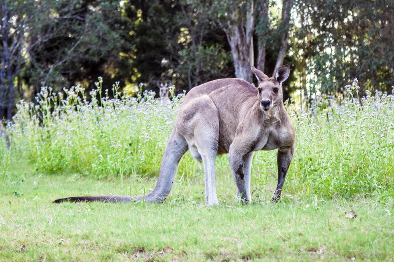 Elders Real Estate Toogoom and Northern Beaches | 2/6 Jeppesen Rd, Toogoom QLD 4655, Australia | Phone: (07) 4128 0268