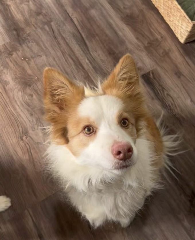 Oscars Groom Room | 410 Wy Yung-Calulu Rd, Ellaswood VIC 3875, Australia | Phone: 0419 608 812