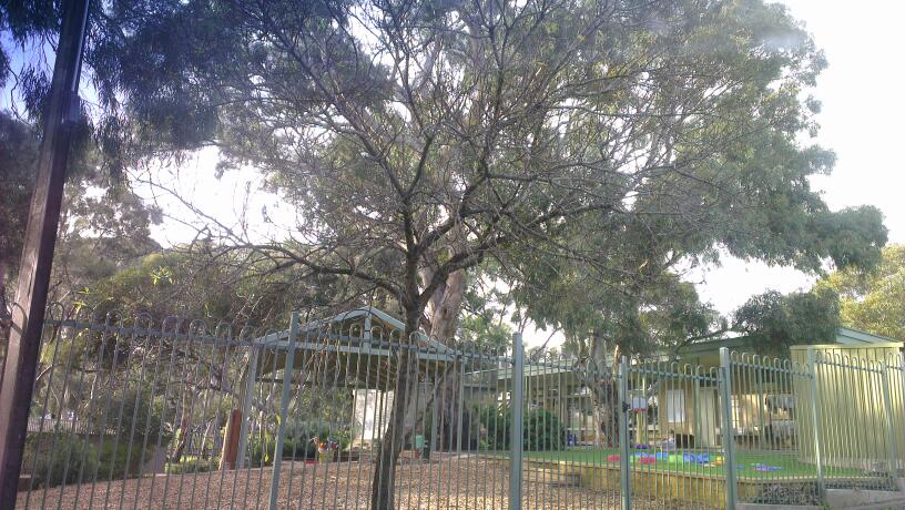 Pasadena Kindergarten | school | 39 Cash Grove, Pasadena SA 5042, Australia | 0882774623 OR +61 8 8277 4623