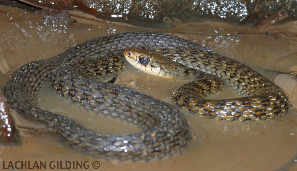 FF Snake Catchers Brisbane | 19 Greenmount Ave, Holland Park QLD 4121, Australia | Phone: 0405 573 384