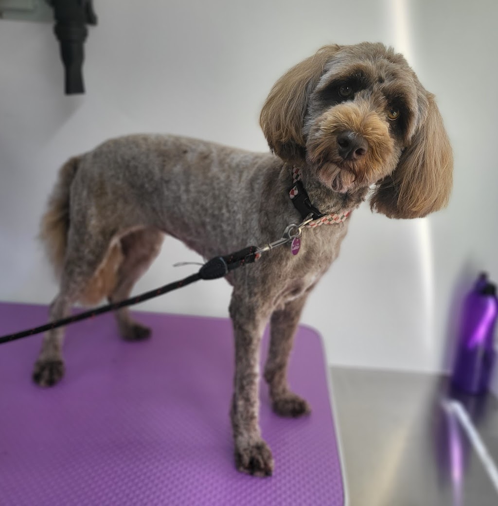 Dirty Dawgs Mobile Dog Wash | 8 Nioka St, Dalmeny NSW 2546, Australia | Phone: 0411 663 586