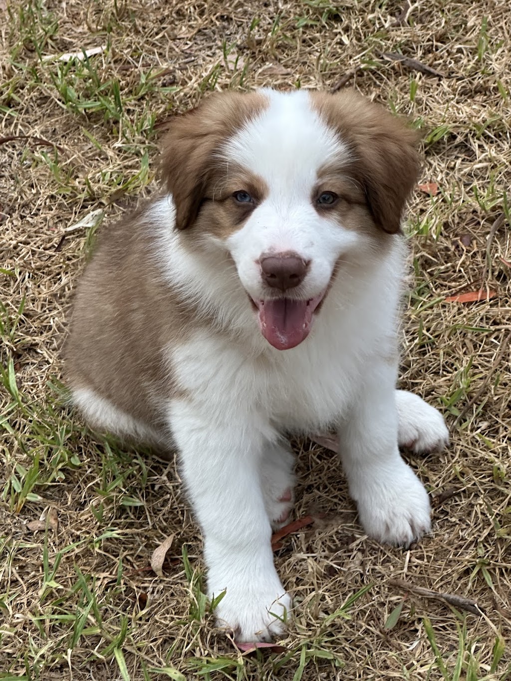 OliveGrove Estate Border Collies | 210 Inglewood Rd, Muscle Creek NSW 2333, Australia | Phone: 0427 530 955