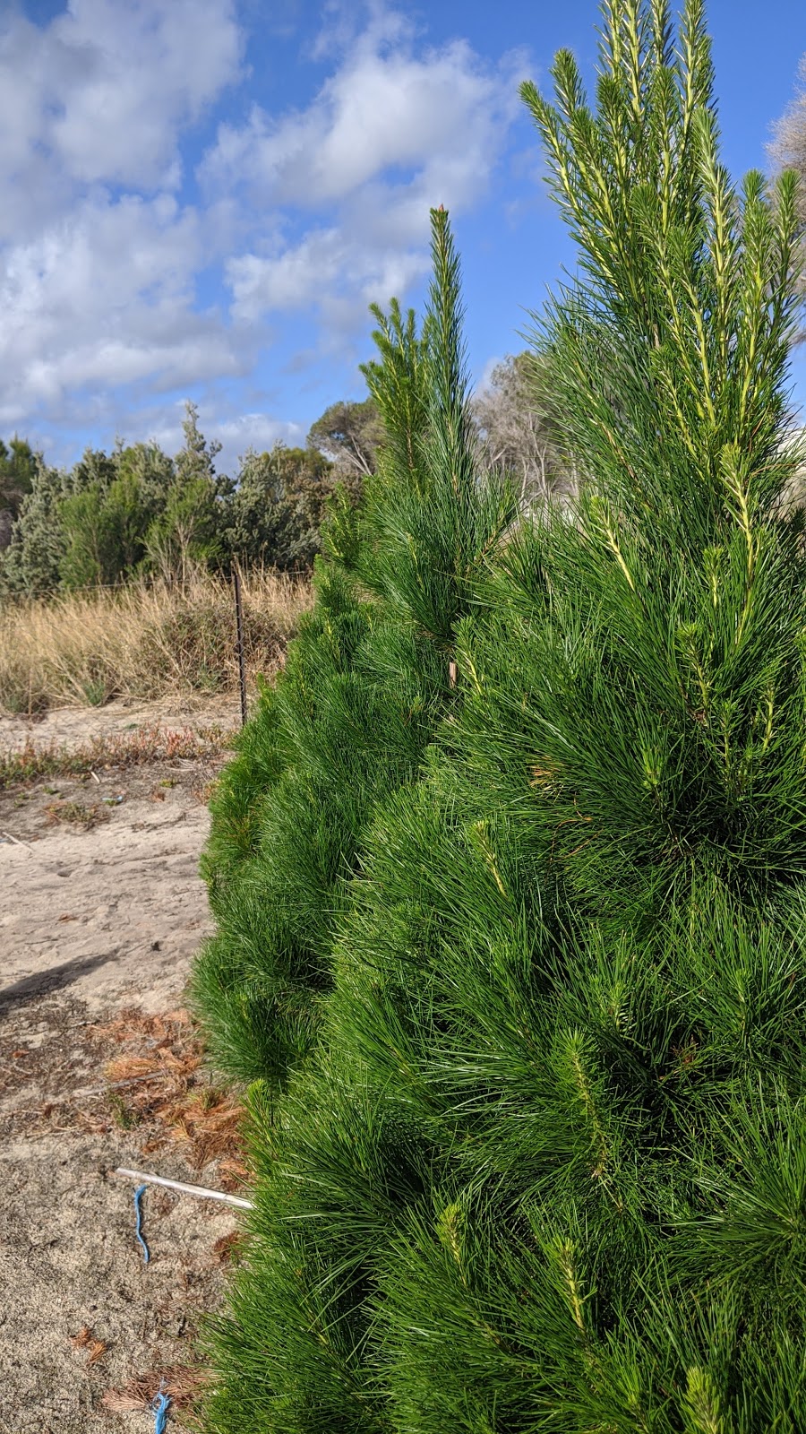 Christmas Trees of Wanneroo |  | 99 Rousset Rd, Mariginiup WA 6078, Australia | 0894051351 OR +61 8 9405 1351