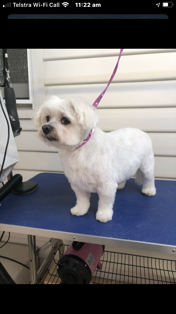 All fur pups dog grooming | 139 Maroneys Rd, Quamby Brook TAS 7304, Australia | Phone: 0428 231 778