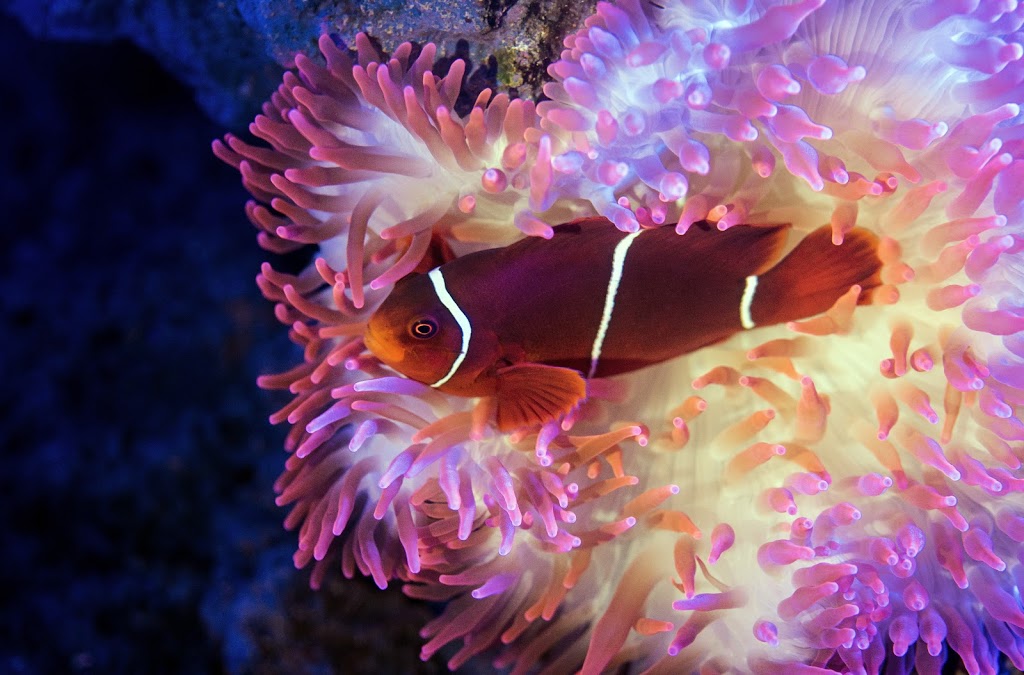 Reef Haven Aquarium | 706 Doncaster Rd, Doncaster VIC 3108, Australia | Phone: 0432 176 618