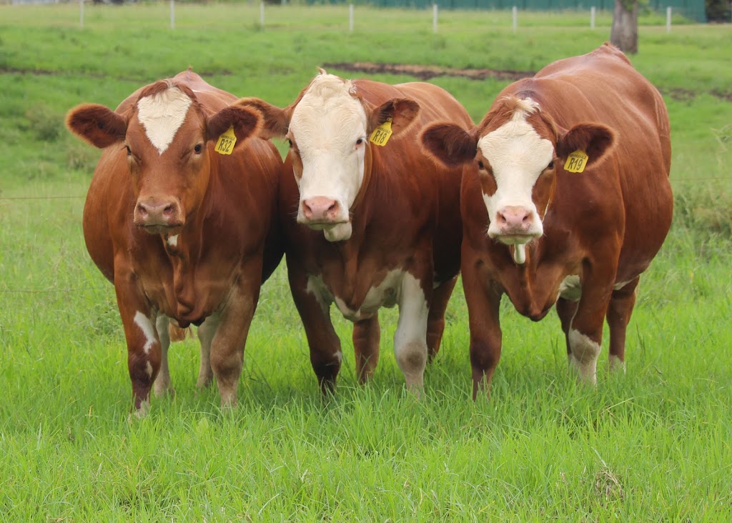 JARRAVALE Simmentals | 45 Green Pigeon Rd, Horseshoe Creek NSW 2474, Australia | Phone: 0427 192 903