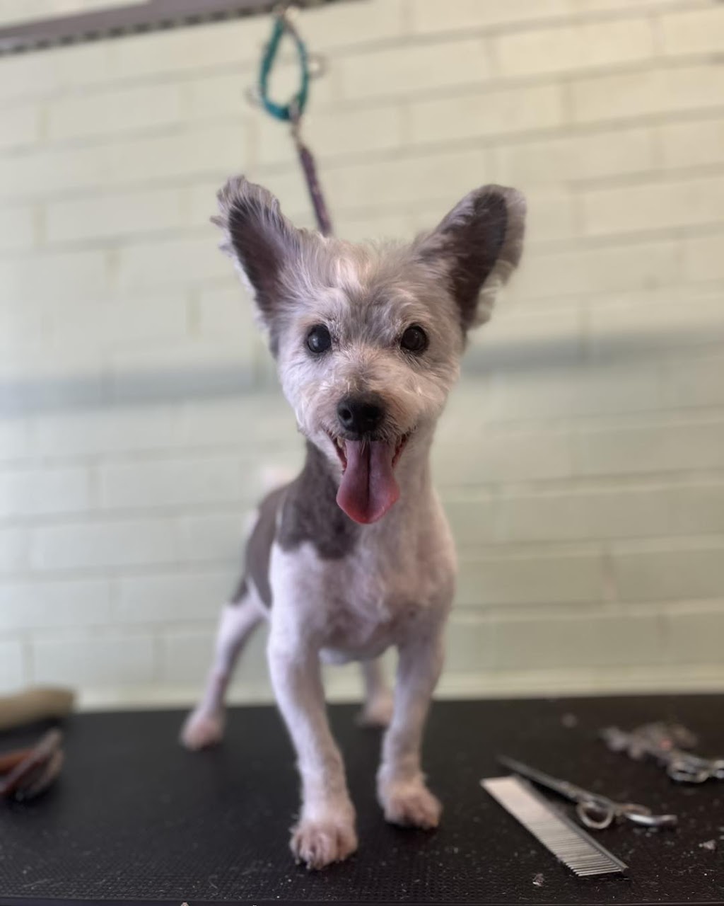 Cinda’s Pet Services | 2/96 Northville Dr, Barnsley NSW 2278, Australia | Phone: 0424 649 428