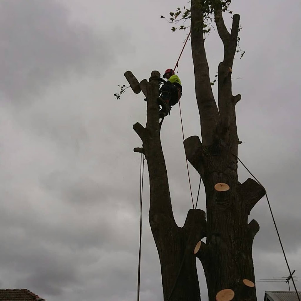 ESP Tree Services Pty Ltd. | 63 Beatrice St, Cheltenham VIC 3192, Australia | Phone: 0411 111 945