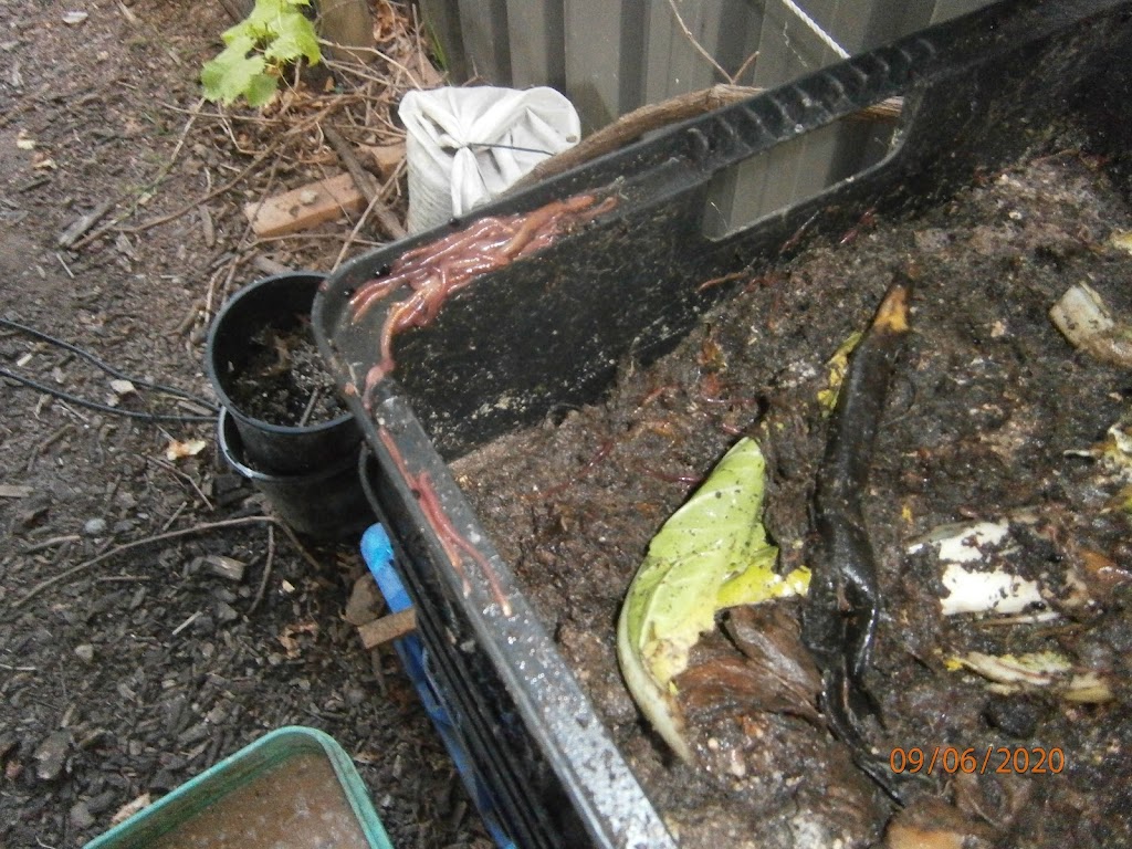 Rosemeadow Worm Farming | 5 Fitzgibbon Ln, Rosemeadow NSW 2560, Australia | Phone: (02) 9057 6479