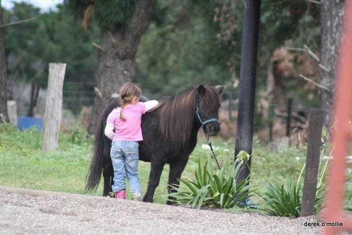 Bellarine Horse Riding Centre | travel agency | Barrys Lane, Wallington VIC 3221, Australia | 0352551020 OR +61 3 5255 1020