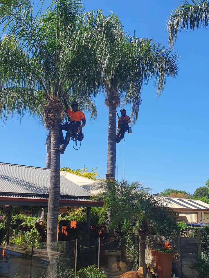 A1 Tree Service NSW Pty Ltd | 7L Gilgandra Rd, Dubbo NSW 2830, Australia | Phone: (02) 6882 2052