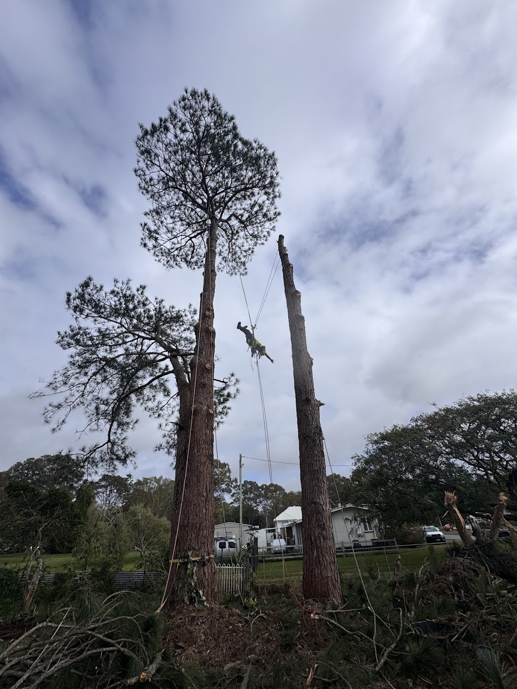 Bayside Trees & Palms | 69 Taylor Rd, Thornlands QLD 4163, Australia | Phone: 0451 785 940