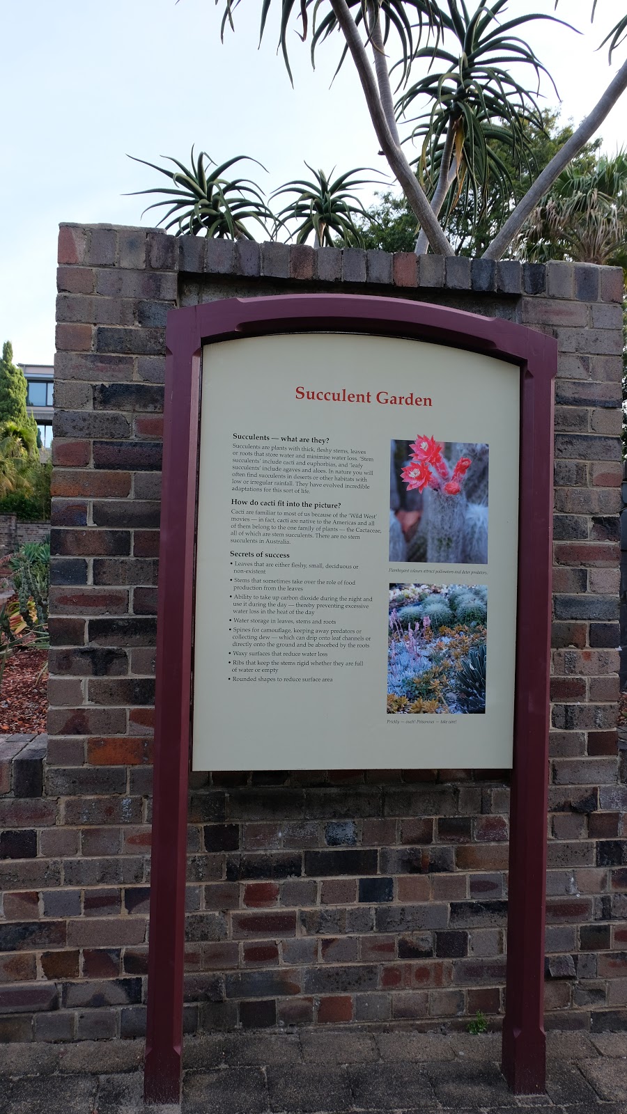 Succulent Garden | Friends of the Royal Botanic Gardens, Sydney NSW 2000, Australia | Phone: (02) 9231 8111