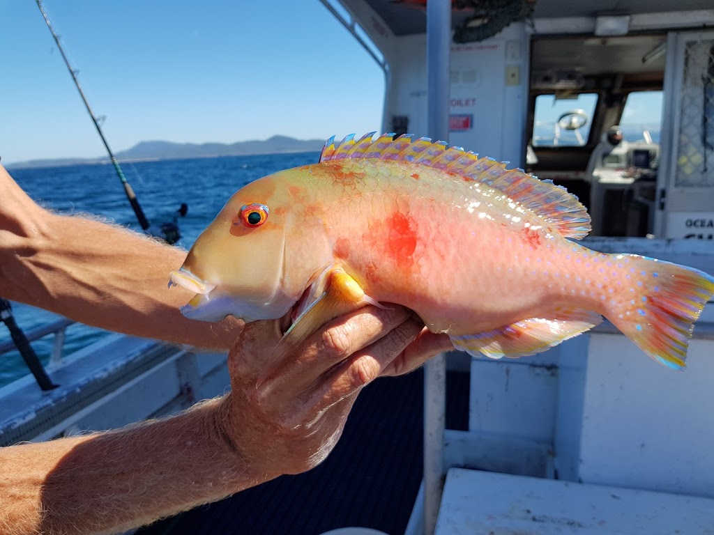 Sea Urchin Fishing Charters | South West Rocks NSW 2431, Australia | Phone: 0428 650 321