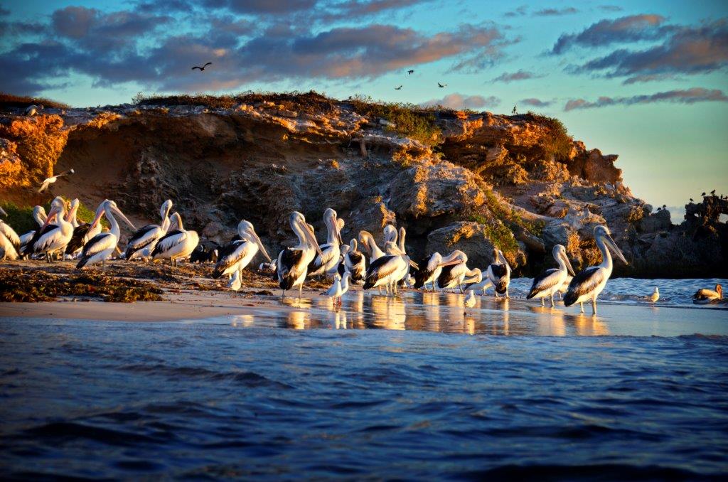 Rockingham Visitor Centre | 19 Kent St, Rockingham WA 6168, Australia | Phone: (08) 9592 3464