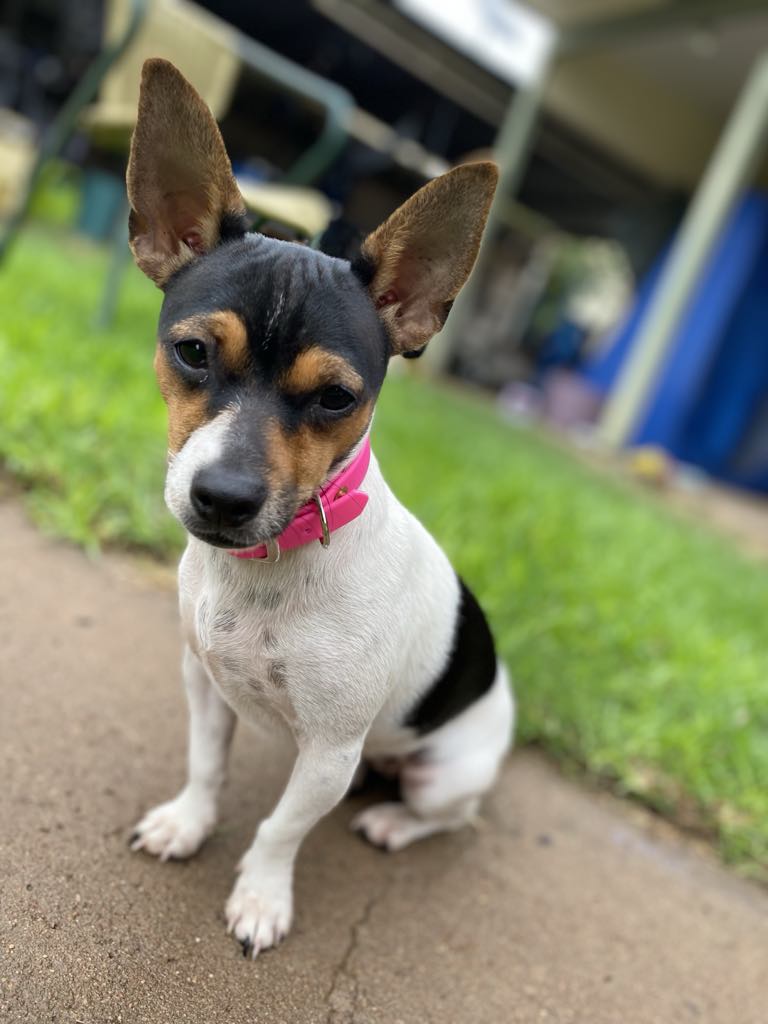 TRC pet accessories | 39 Bourbah St, Gulargambone NSW 2828, Australia | Phone: 0429 695 699