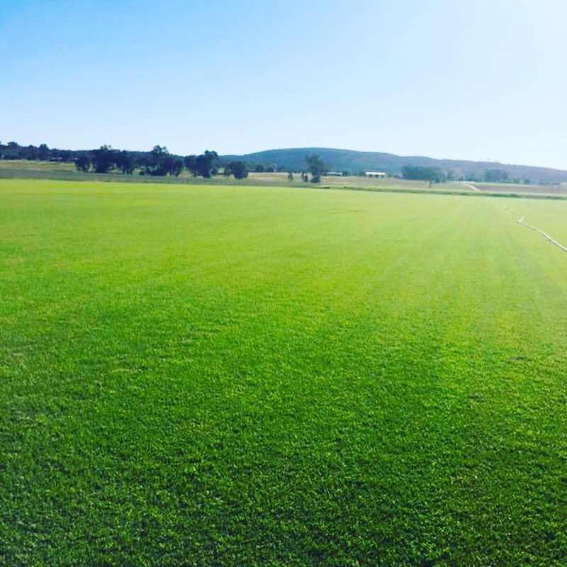 Lachlan Valley Turf |  | Grantwood, 1957 Lachlan Valley Way, Cowra NSW 2794, Australia | 0428455265 OR +61 428 455 265