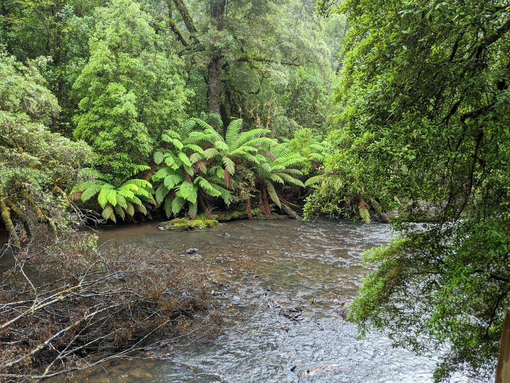 Julius River Rainforest Walk | park | South Arthur Forest Drive, West Coast TAS 7330, Australia