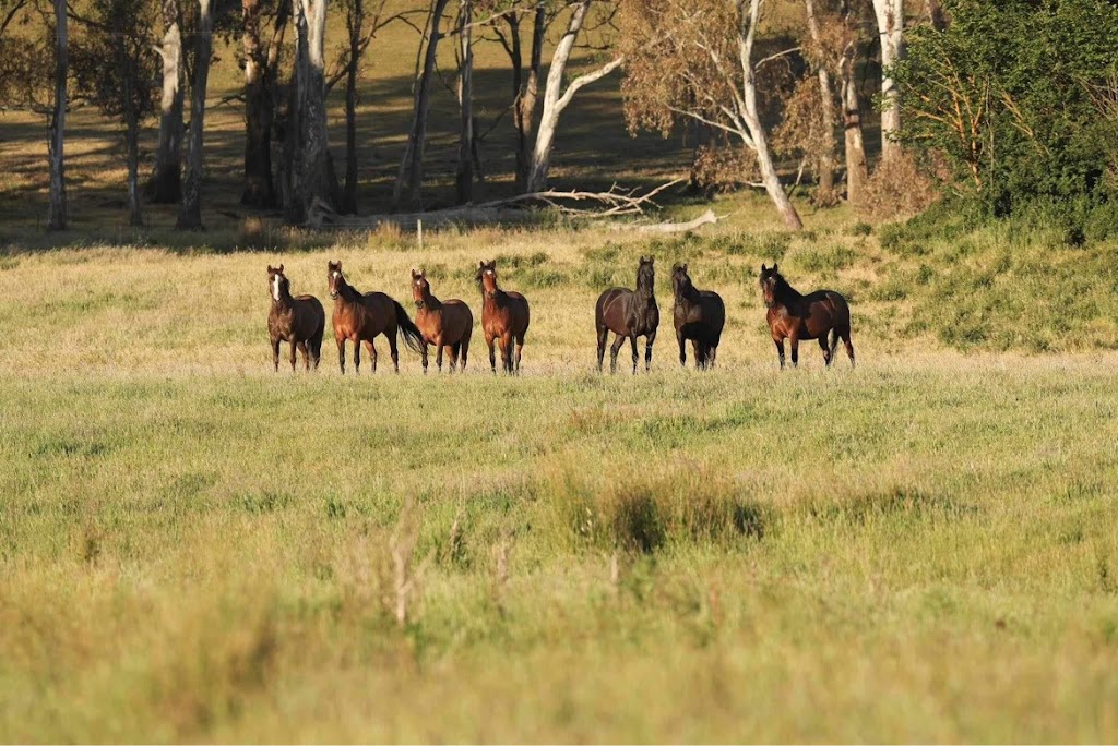 Victorian Brumby Association | Raglan-Elmhurst Rd, Glenlogie VIC 3469, Australia | Phone: 0417 504 412