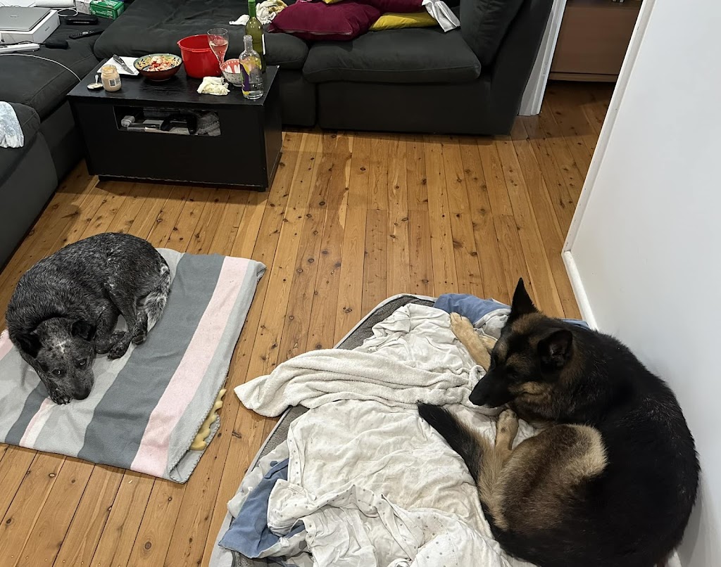 Dogs Love | 3 Delia Ave, Budgewoi NSW 2262, Australia | Phone: 0402 126 029