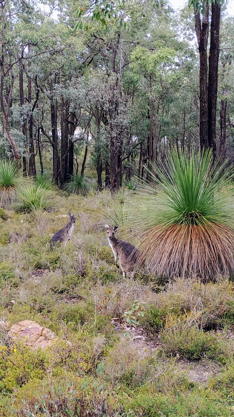 Mundaring Recreation Ground Pavilion | Mundaring WA 6073, Australia | Phone: (08) 9290 6731