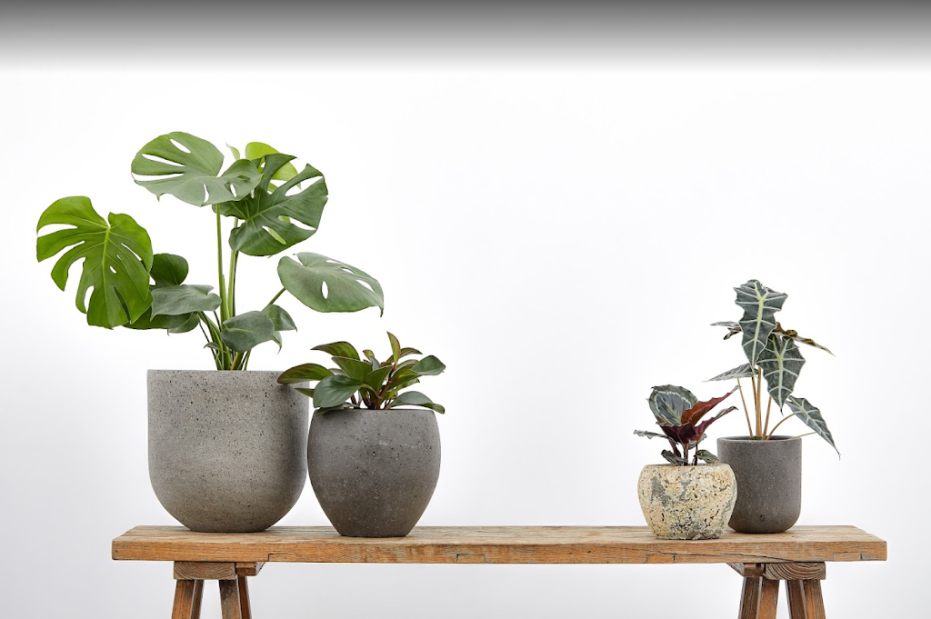 Advance Plants - Indoor Plant Hire Brisbane | 8 Immarna St, Albion QLD 4010, Australia | Phone: 1800 636 763