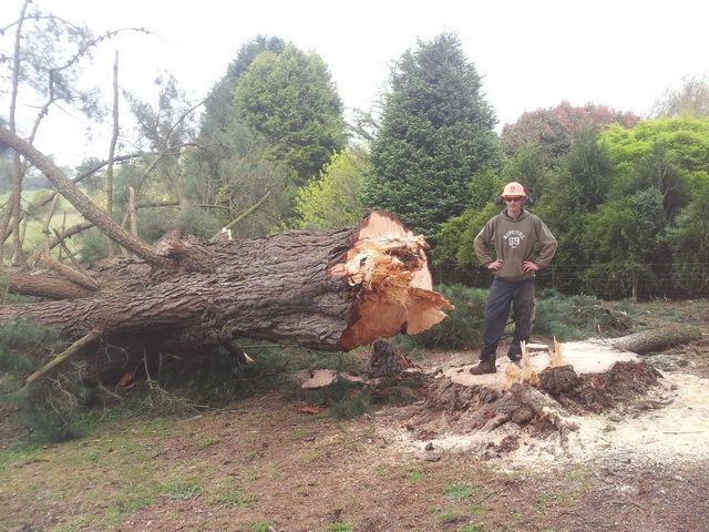 Simpsons Tree Service | 46 Gorst Rd, Wattle Glen VIC 3096, Australia | Phone: (03) 9438 2238