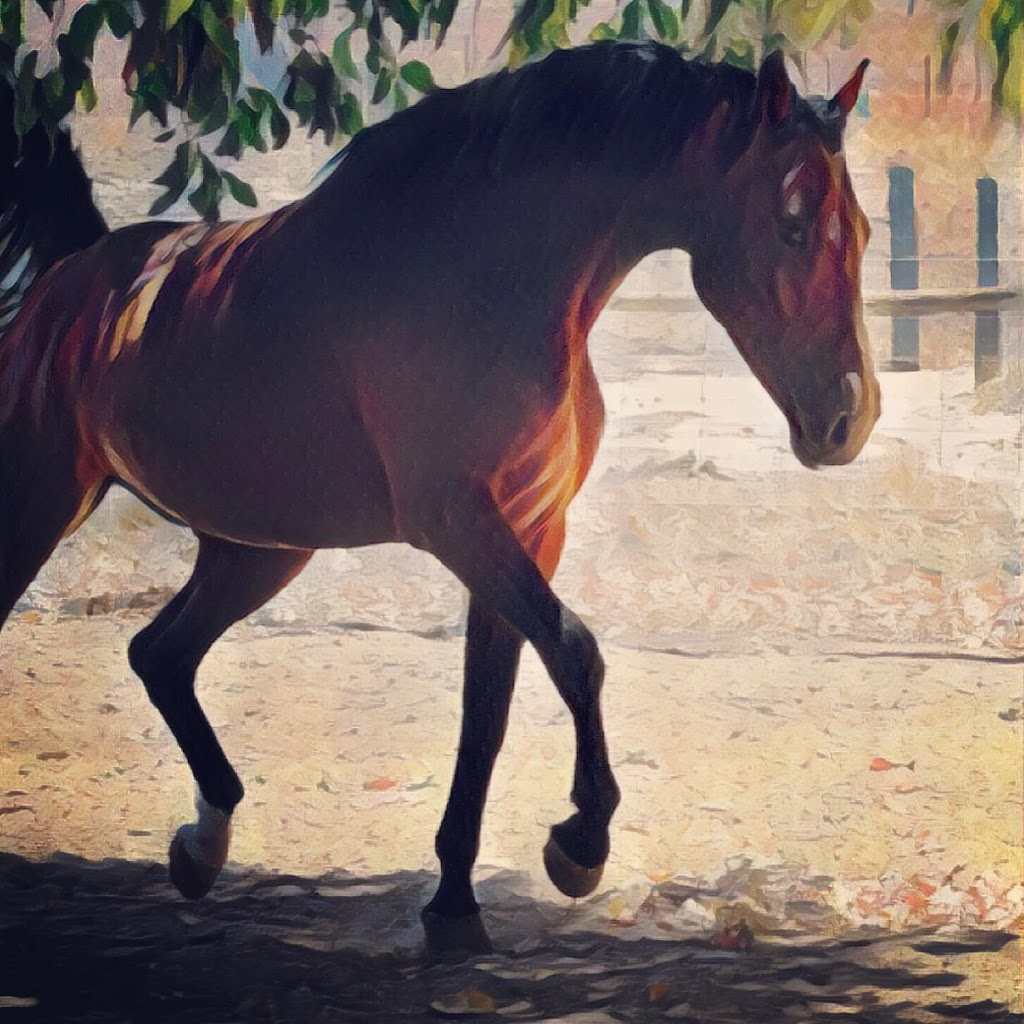 Penny Hill Park Warmblood Stud | 1820 Toodyay Rd, Gidgegannup WA 6083, Australia | Phone: 0438 746 919