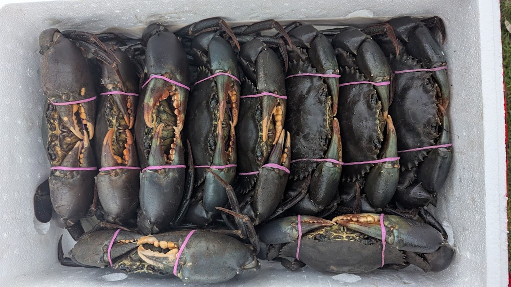 MK FRESH SEAFOODS | 32 Clark St, Colac East VIC 3250, Australia | Phone: 0456 562 061