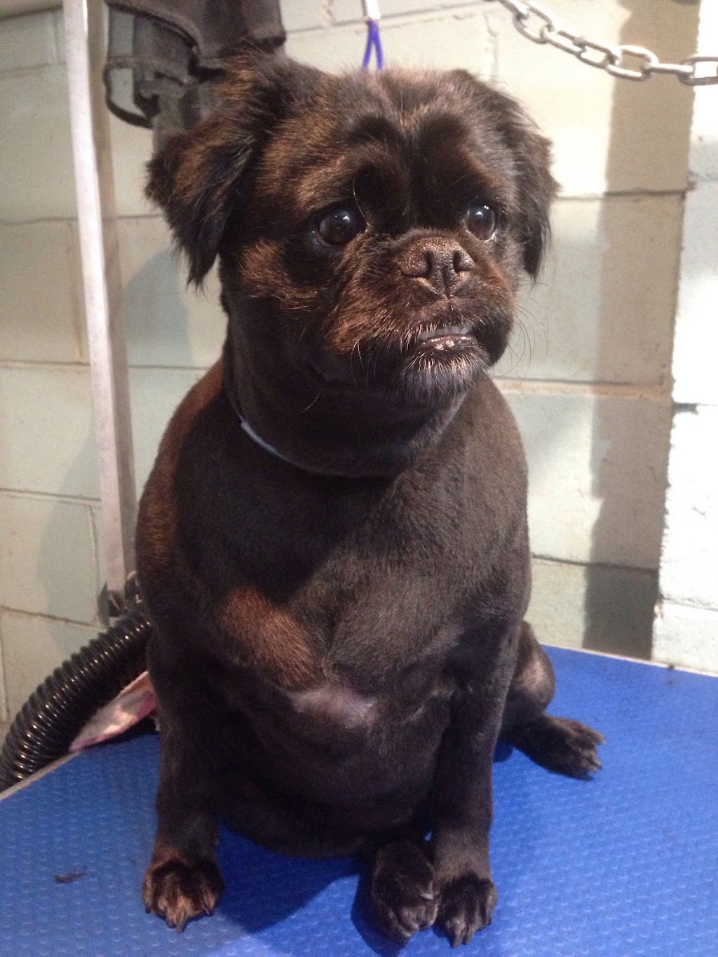 LUSCIOUS PAWS Dog Grooming | 62 Manna Gum Dr, Pakenham VIC 3810, Australia | Phone: 0449 595 252