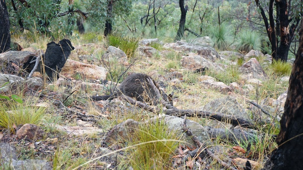 The Piccaninny (Bainggug) | tourist attraction | Grampians Tourist Road, Dunkeld VIC 3294, Australia | 1800807056 OR +61 1800 807 056