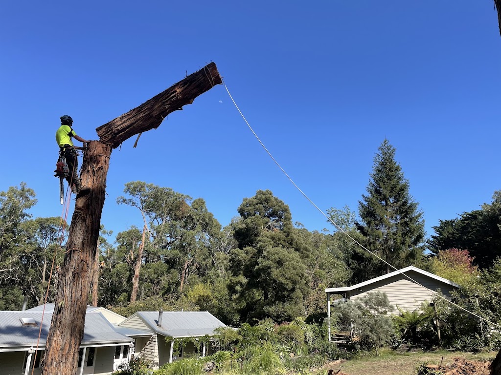 Bunyip Tree Solutions | 23 Doran Rd, Bunyip VIC 3815, Australia | Phone: 0421 286 983