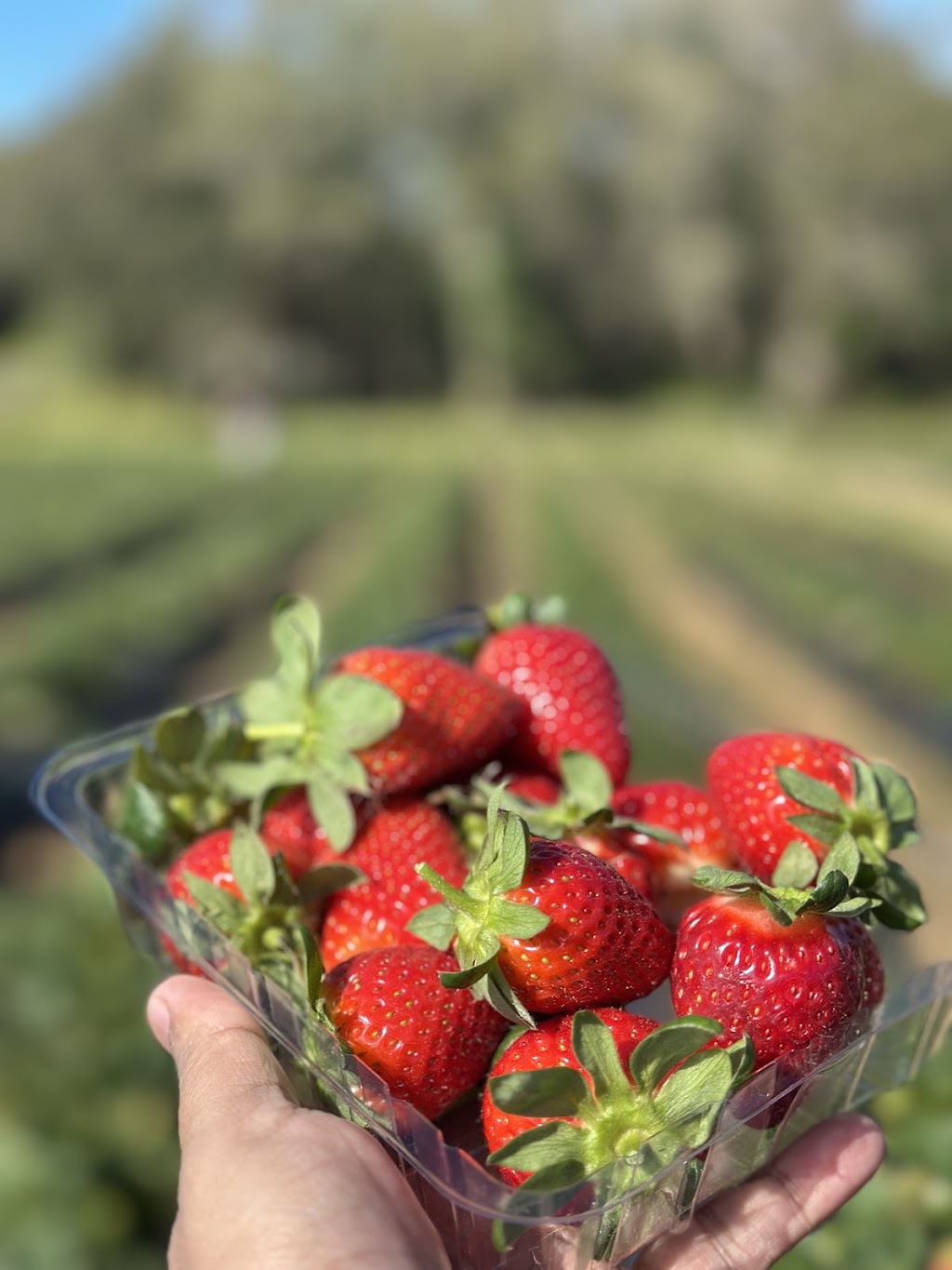 Sweet Acres | 165 Newlands Rd, Wamuran QLD 4512, Australia | Phone: 0459 147 061