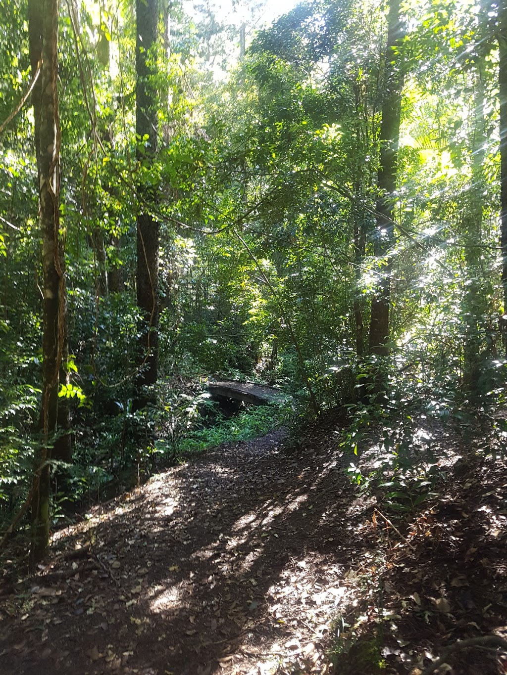 Imbil State Forest 1 | park | Queensland, Australia