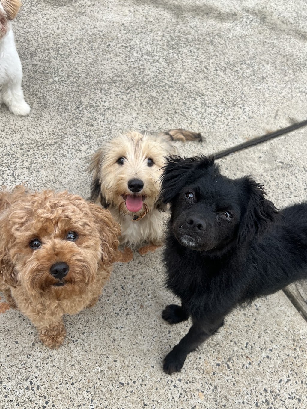 Hunter and Furends | N Liverpool Rd, Mount Pritchard NSW 2170, Australia | Phone: 0403 888 631