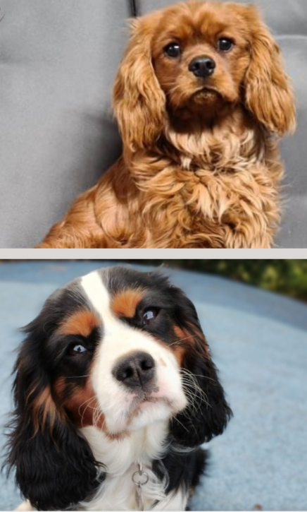 Prestige Stud Dog Services - Cavalier & Poodle Studs | Diggers Rest-Coimadai Rd, Toolern Vale VIC 3337, Australia | Phone: 0421 897 855