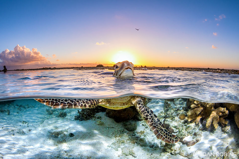 Jordan Robins Photography | Ocean Artist | The Collective Beat, 51 Owen St, Huskisson NSW 2540, Australia | Phone: 0400 755 120