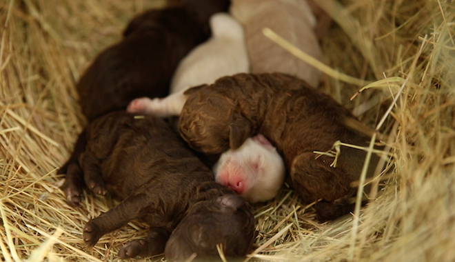 Banksia Park Puppies - Breeding Property |  | 5457 S Gippsland Hwy, Stradbroke VIC 3851, Australia | 0418659302 OR +61 418 659 302