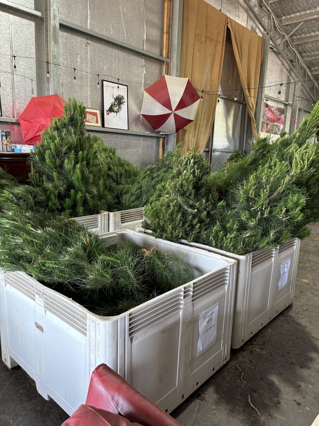Cardigan Christmas Tree Farm | 10 Powells Rd, Windermere VIC 3352, Australia | Phone: 0491 084 102