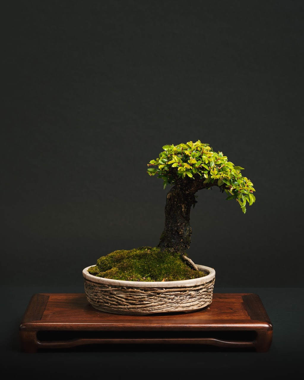 Hakuju-en Bonsai Nursery | 117 Ludstone St, Hampton VIC 3188, Australia | Phone: 0488 286 232