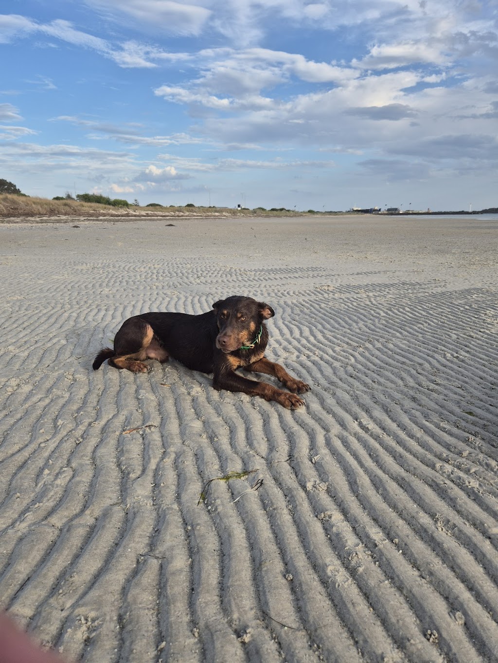 Montanah Plains Kelpie Stud | 72 High St, Beaufort VIC 3373, Australia | Phone: 0488 169 425