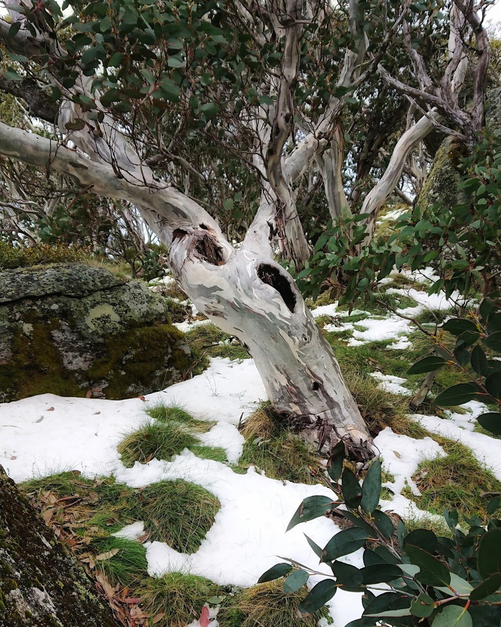 Mount Gingera Walk Trail Head | park | Mount Franklin Rd, Cotter River ACT 2611, Australia