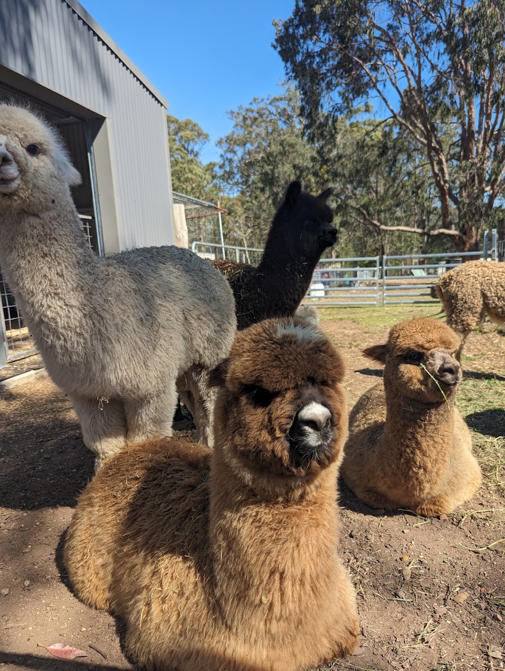 Gumnut Valley Alpacas | 456 Butterwick Rd, Butterwick NSW 2321, Australia | Phone: 0415 855 040