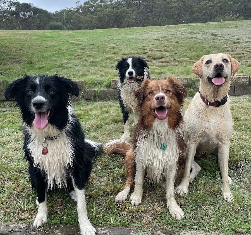 Wags Petcare | Cromer Rd, Cromer NSW 2099, Australia | Phone: 0426 171 191