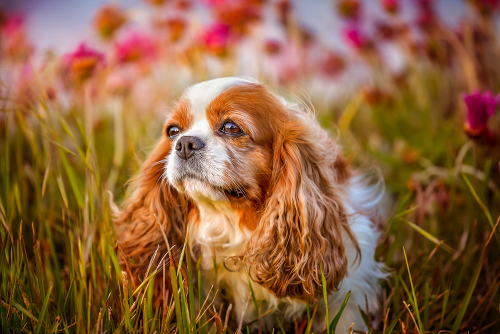 Island Paw Prints Photography | 35 Princeton Ave, Cape Woolamai VIC 3925, Australia | Phone: 0407 869 040